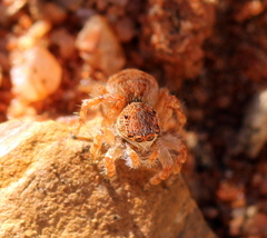 Salticidae