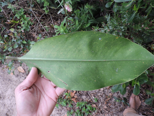 Philodendron renauxii, photograph 2