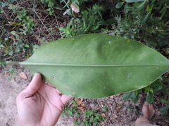Philodendron renauxii, photograph (c) Fabrício Mil Homens Riella, some rights reserved (CC BY)
