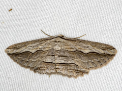 Euphronarcha luxaria