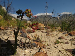 Codonorhiza micrantha