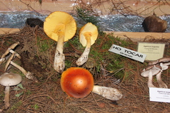 Amanita basii