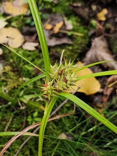 Carex × macounii, photograph 4