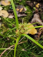 Carex × macounii, photograph Étienne Léveillé-Bourret, CC BY, iNaturalist via GBIF
