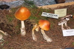 Amanita basii