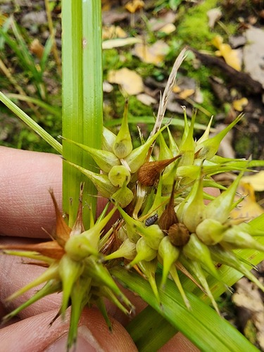 Carex × macounii, photograph 6