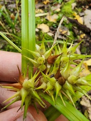 Carex × macounii, photograph Étienne Léveillé-Bourret, CC BY, iNaturalist via GBIF