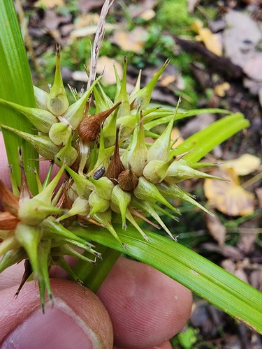 Carex × macounii, photograph 5
