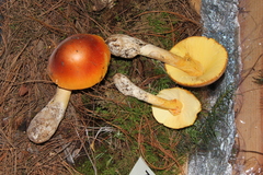 Amanita basii