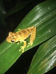 Almendariz's Treefrog photo 2