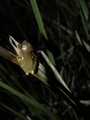 Dendropsophus sarayacuensis