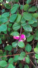 Symphoricarpos × chenaultii