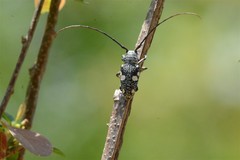 Zographus nivisparsus