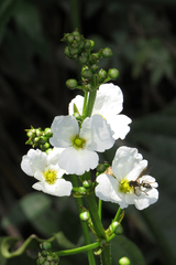 Echinodorus grandiflorus