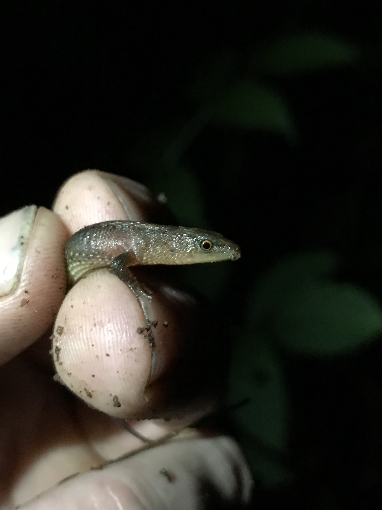Alopoglossus atriventris Duellman, 1973