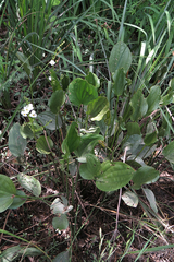 Echinodorus grandiflorus
