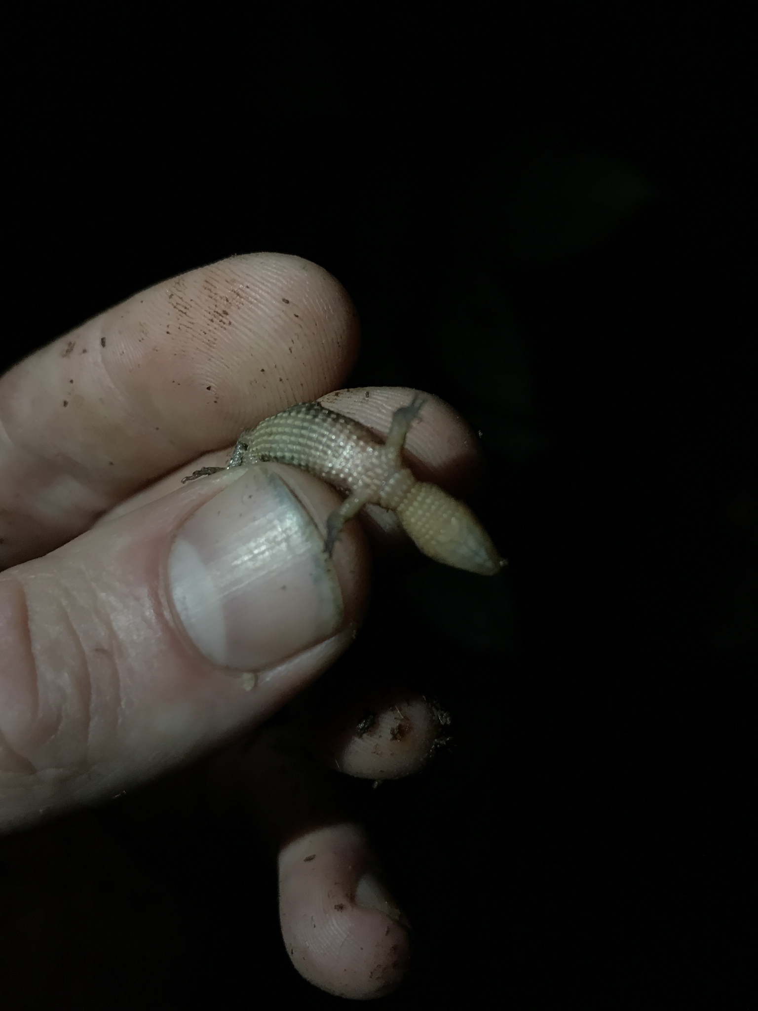 Alopoglossus atriventris Duellman, 1973