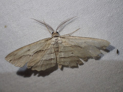 Euphronarcha luxaria
