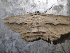 Euphronarcha luxaria
