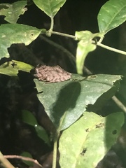 Pristimantis rubicundus