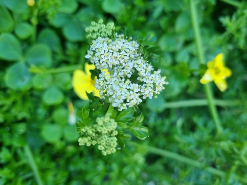 Apium chilense (Apium chilense)