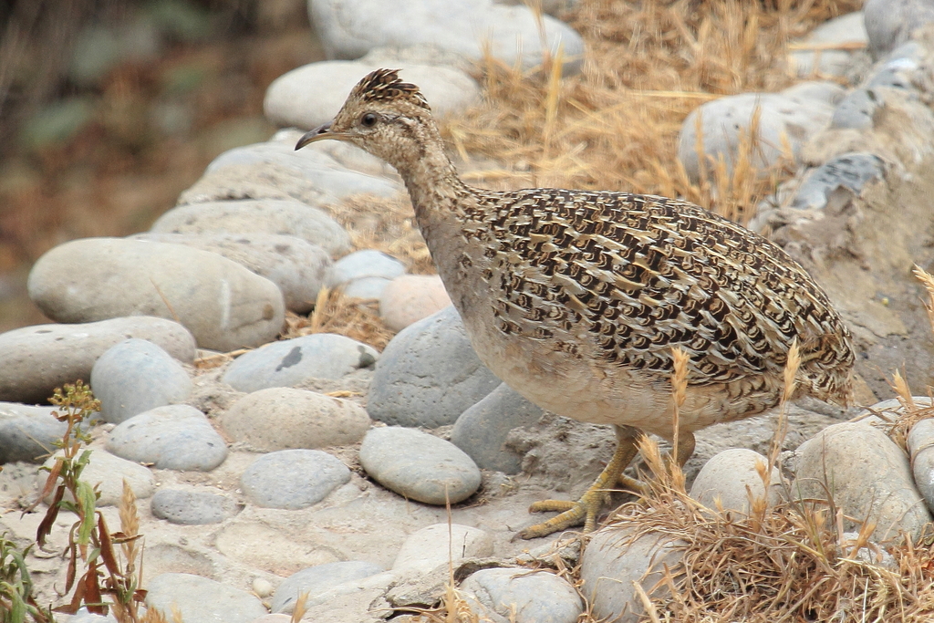 Chilean Tinamou photo