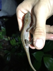 Gelanesaurus flavogularis