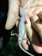 Gelanesaurus flavogularis