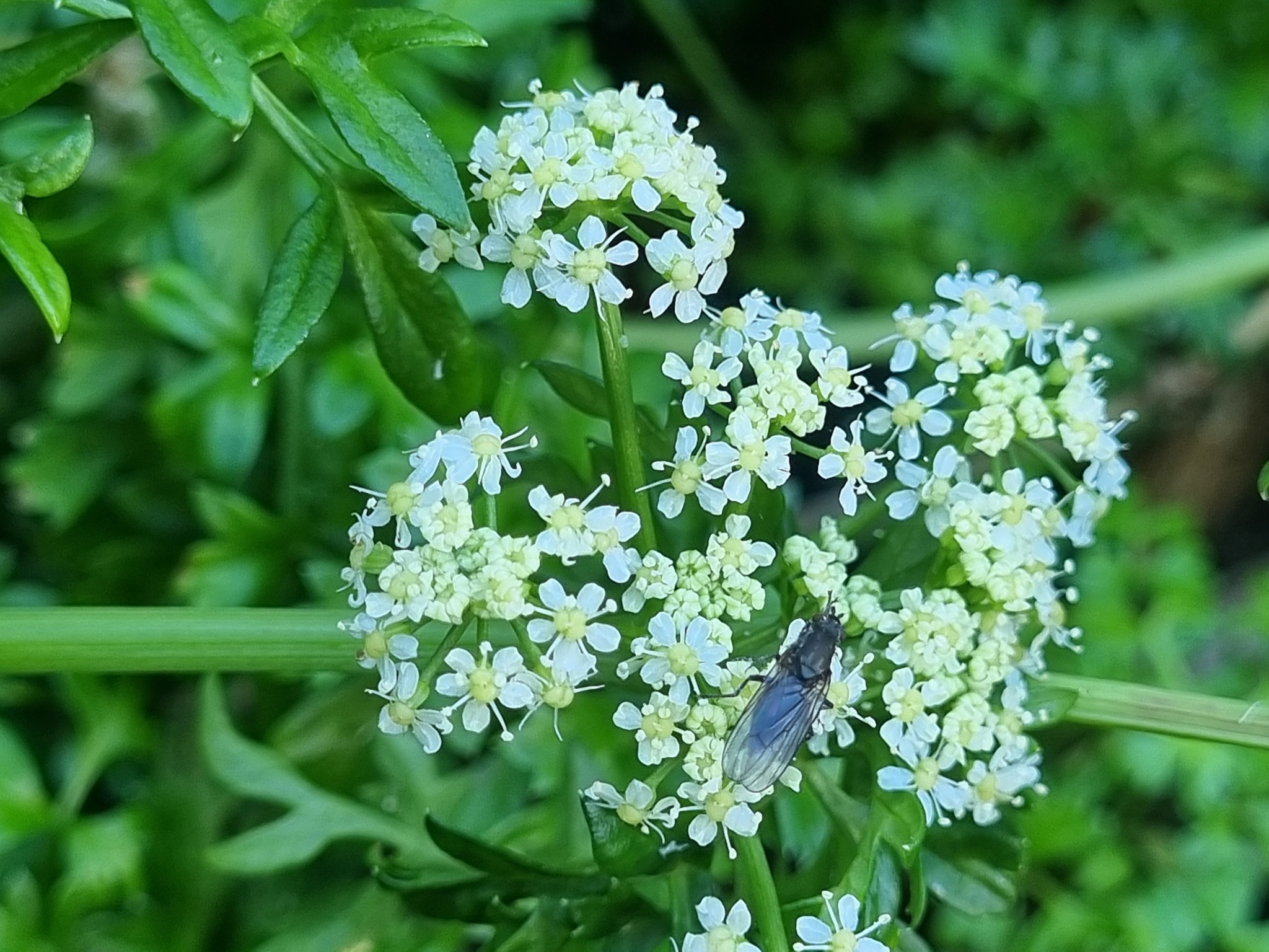 Chilean Celery (Apium chilense)