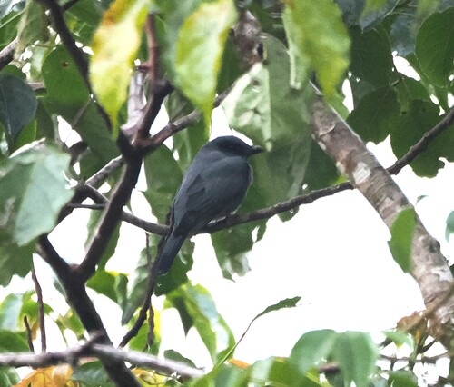 Sunda Cuckooshrike (Coracina larvata), photo 2