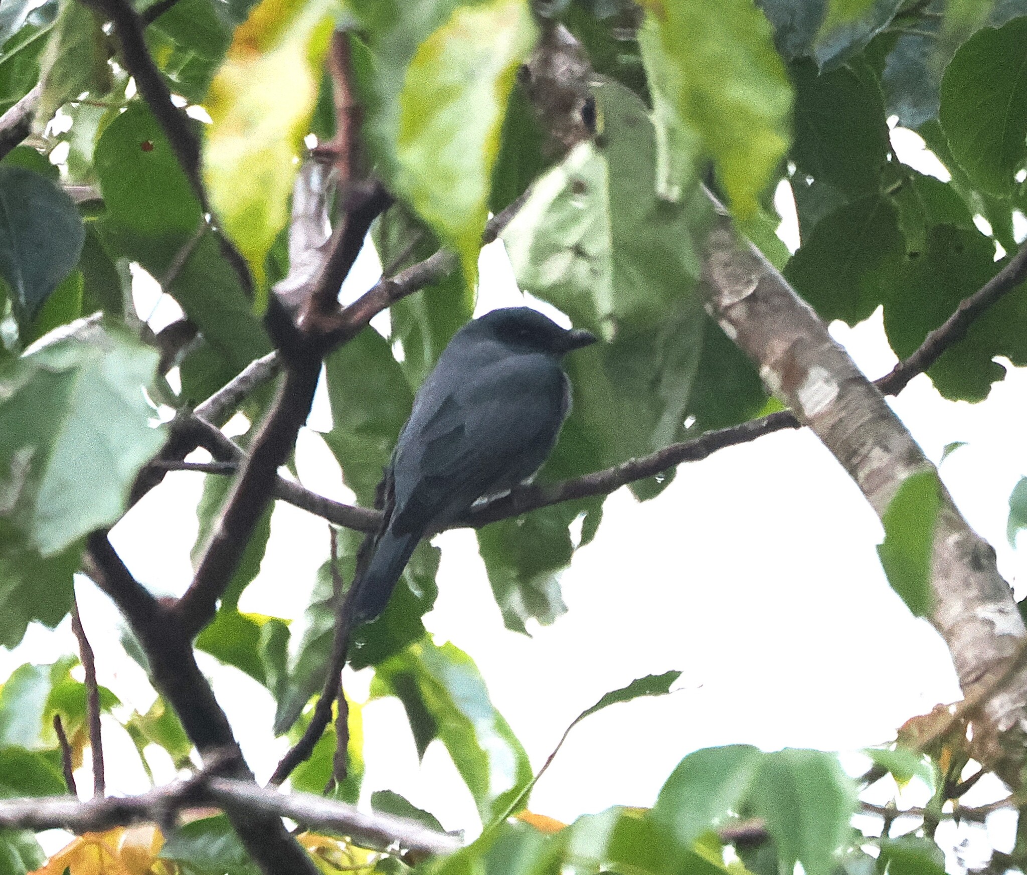 Sunda Cuckooshrike (Coracina larvata), photo 2