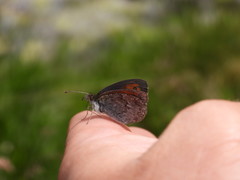 Erebia tyndarus
