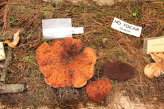 Echinochaete brachypora