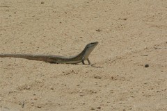 Gerrhosaurus nigrolineatus