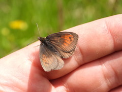 Erebia tyndarus