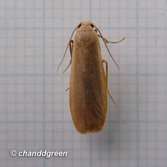 Danielithosia immaculata