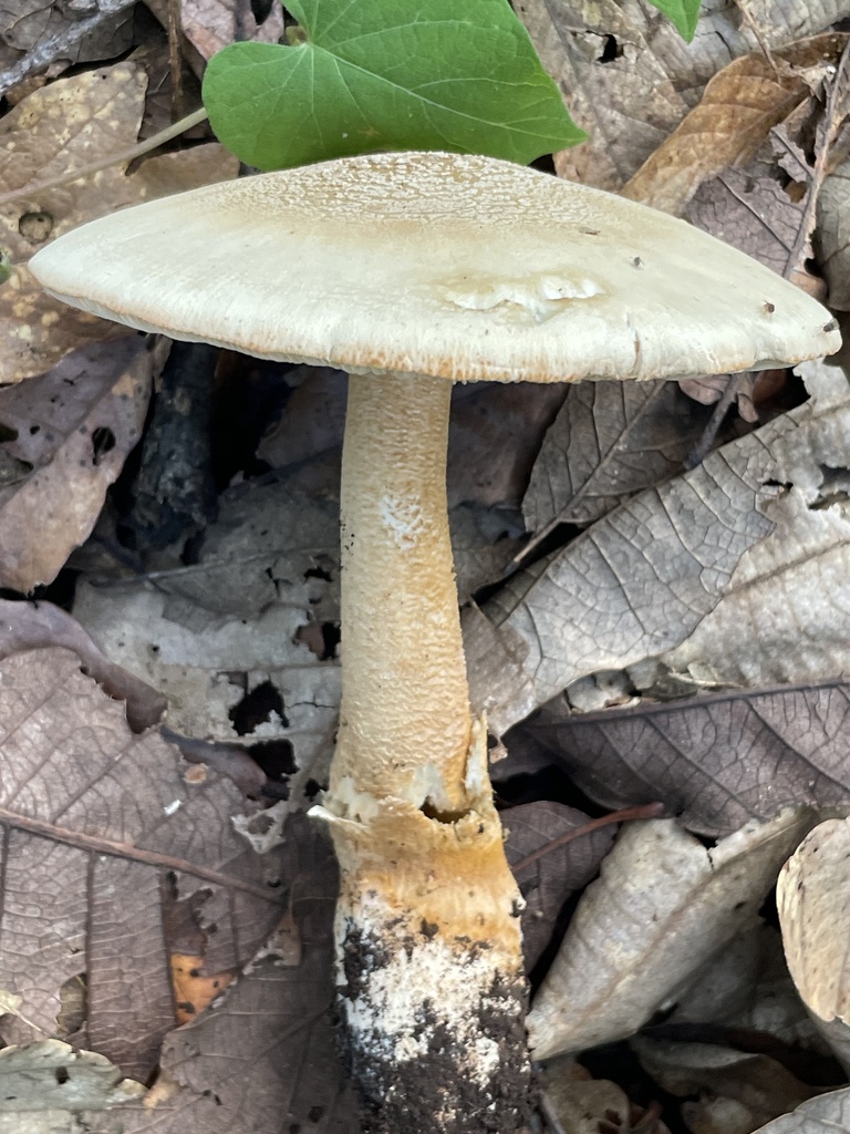 Guzmán's Amanita
