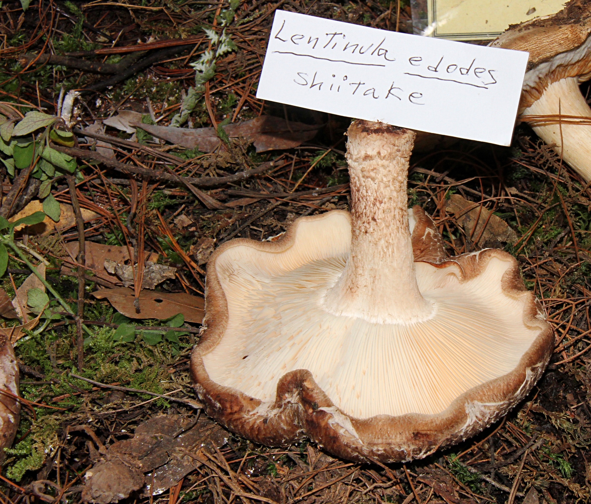 Lentinula edodes image