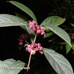 Clerodendrum fortunatum