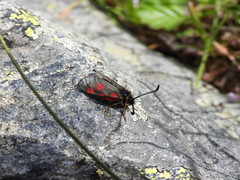Zygaena exulans