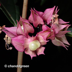 Clerodendrum fortunatum