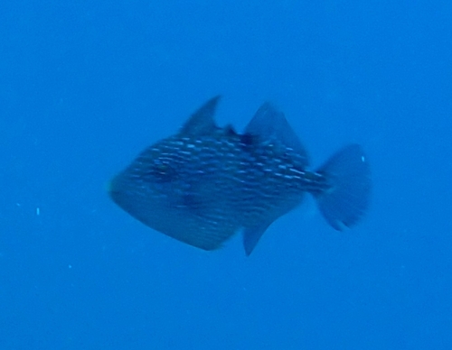 Balistes capriscus