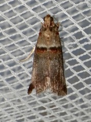 Acrobasis tumidana