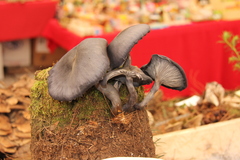 Omphalotus mexicanus
