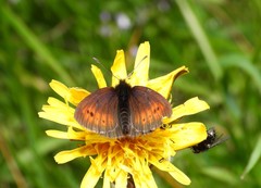 Erebia epiphron