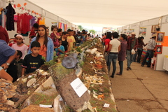 Omphalotus mexicanus