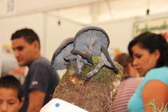 Omphalotus mexicanus