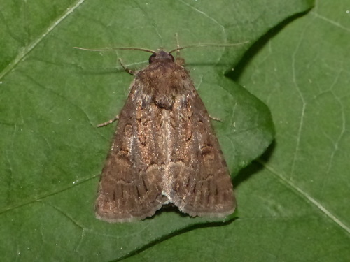 Straw Underwing