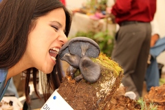 Omphalotus mexicanus