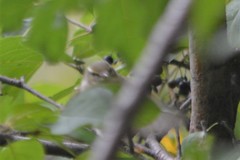 Phylloscopus borealis